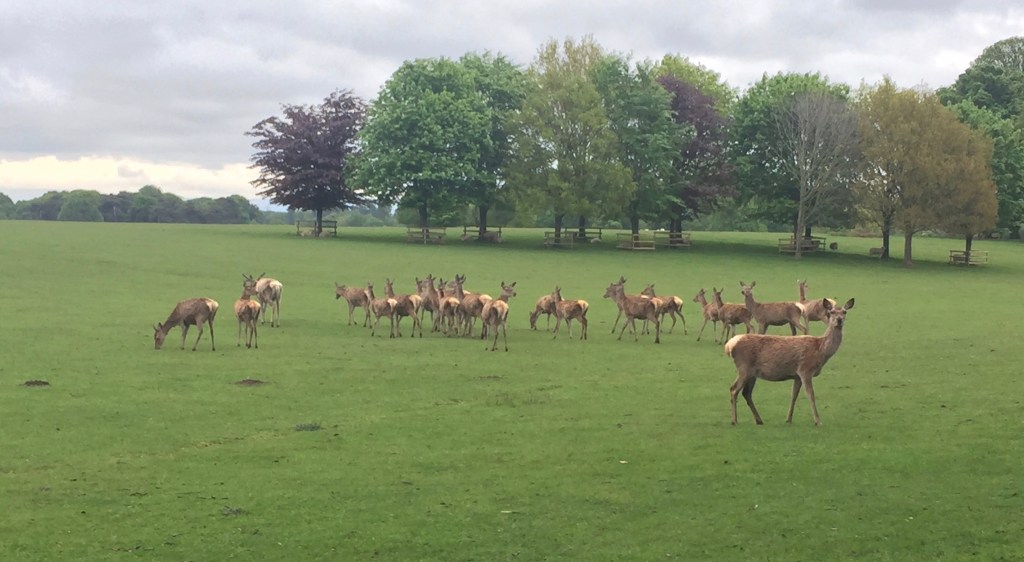 Tatton Park. a historic estate in Knutsford, England